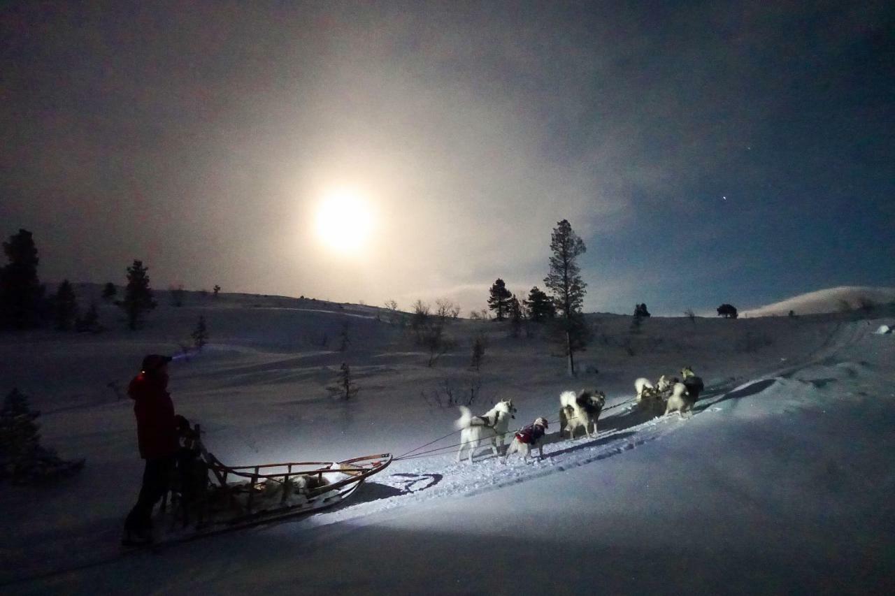 Wild Caribou'S Wildwood Cabin Lakselv Esterno foto